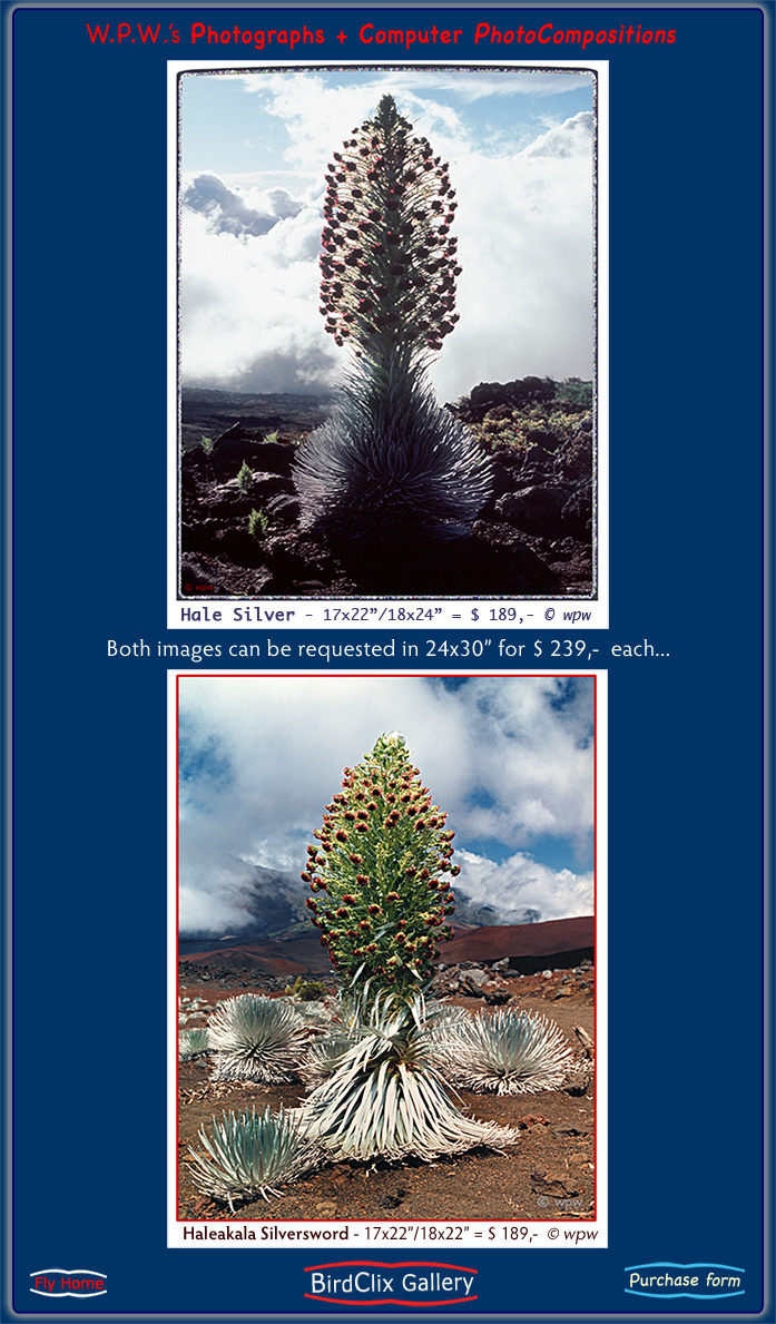 Stunning color images by Wolf Peter Weber of Haleakala Silverswords in full bloom against silvery and blue with white sky!