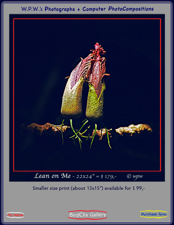 Color picture by Wolf Peter Weber of 2 Hibiscus Giffardianus buds touching, online gallery fine art print.