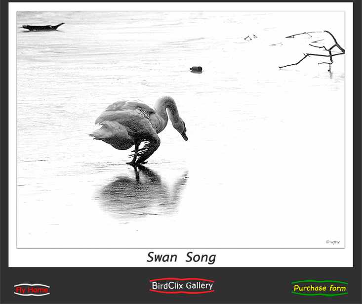 <Swan Song, gallery print of Wolf Peter Weber's photograph of a dying swan>