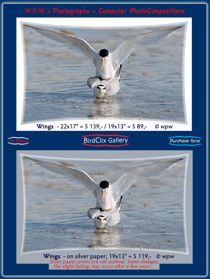 <2 versions of Wings, image by Wolf Peter Weber, Least Terns mating at a  beach in shallow water, male has wings spread wide>