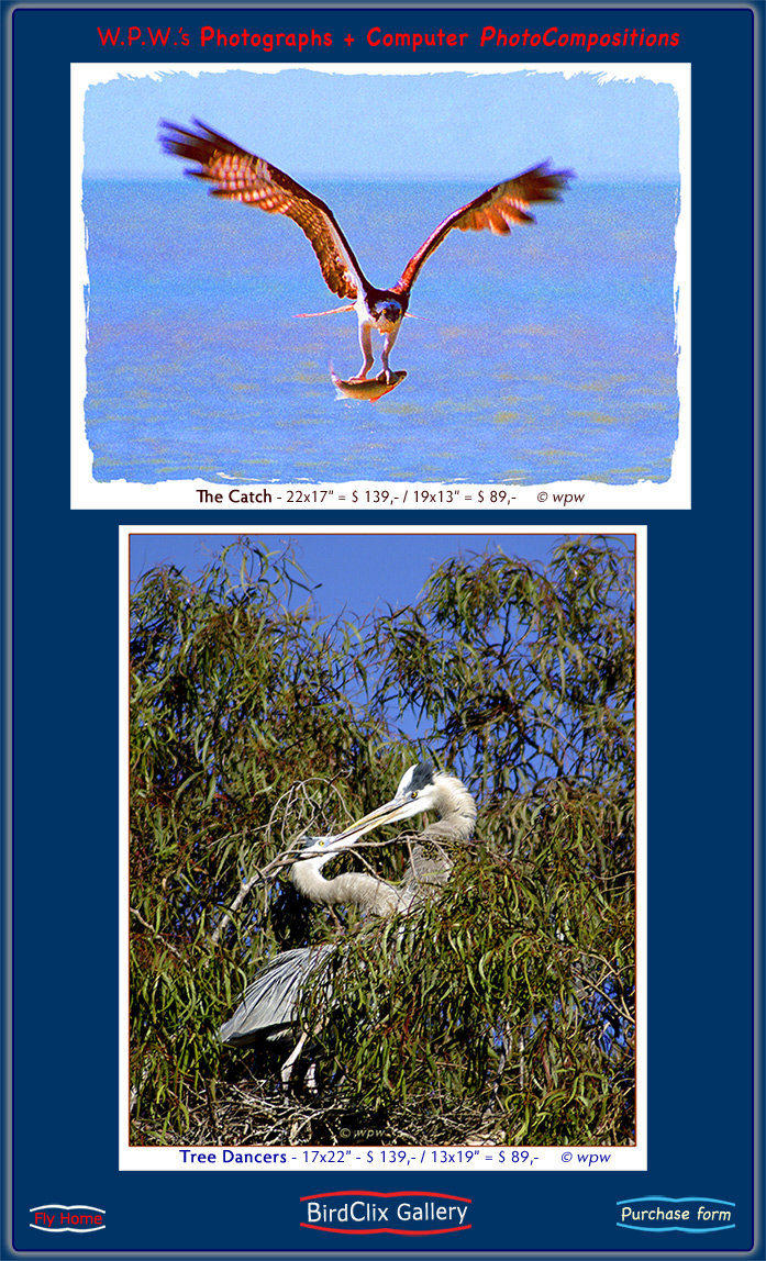 <The Catch, showing Osprey in flight with fish, and Tree Dancers, two Blue  Herons in their nest, open end gallery images by Wolf Peter Weber>