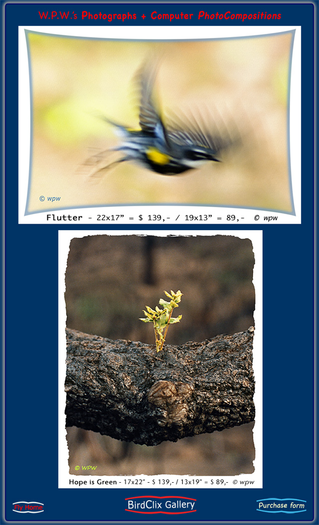 <Two open end gallery images by Wolf P. Weber; Flutter, of a Magnolia Warbler in flight, and Hope is Green, depicting a surprising revival in Nature >