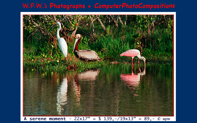 <Top, A serene moment, depicting a peaceful mangrove swamp setting with a Great White Egret, a male Brown Pelican in mating plumage and a Roseate  Spoonbill closely coexisting>