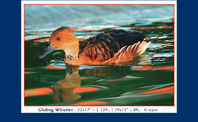 <Bottom shows a Whistling Duck and its reflection, gliding in strangely colored waters. A very warm image, typical for end of day low sun light>