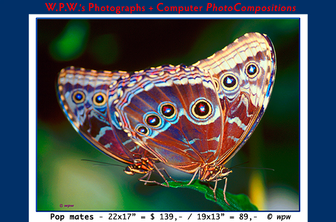 <2 Psychadelic color fine art prints of mating Butterfly pairs>