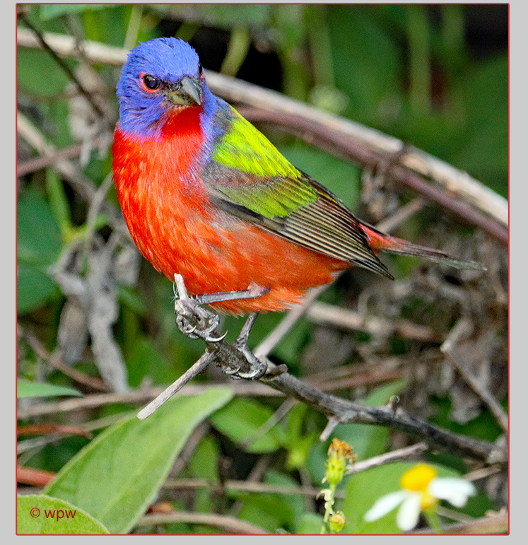 <Full Page photograph by ©wpw of a male Painted Bunting in colorful glory>