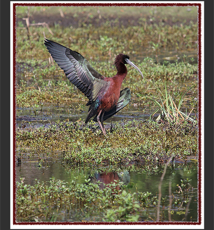 <Image by Wolf Peter Weber, titled: "Metallicus" - a glossy ibis in all its glossy, metallic splendor. >