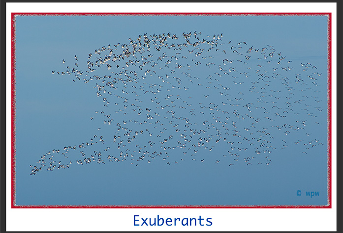 <"Exuberants" is a stunning image of hundreds of Black Skimmers flying South>