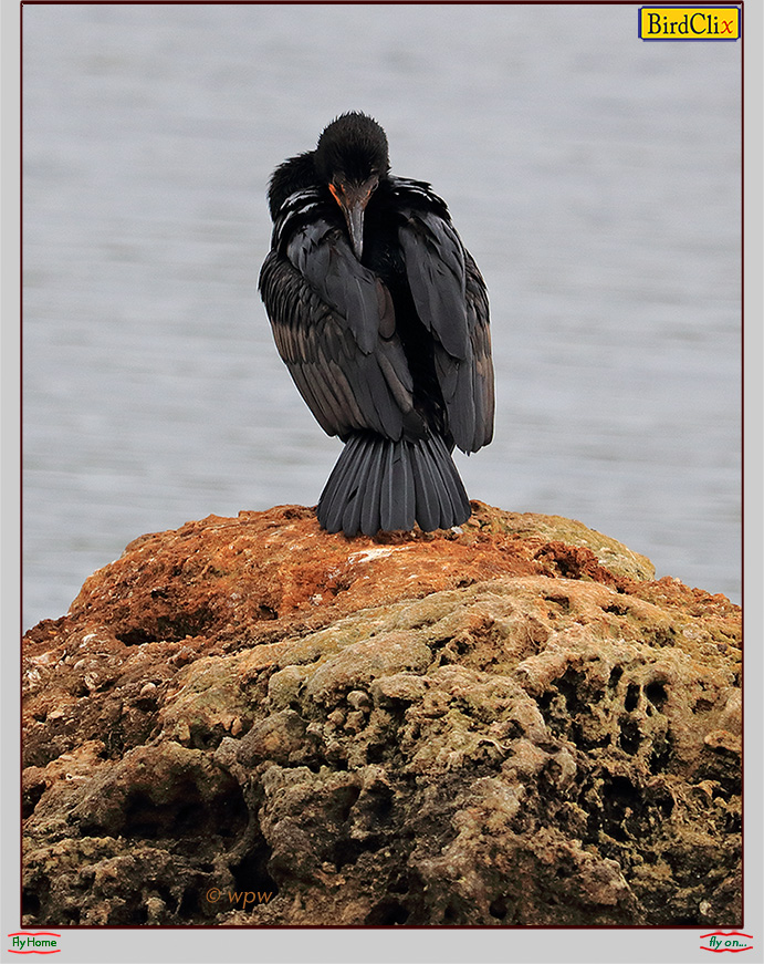 <Photo by Wolf Peter Weber of a strangely positioned turkey vulture on a cpquina rock by the sea>