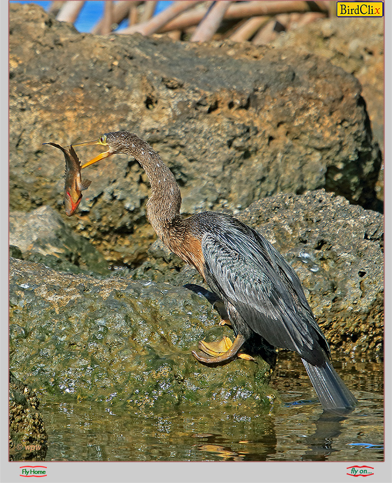 <Image of an Anhinga with a respectable size fish in its beak, blatantly relishing the meal to come>