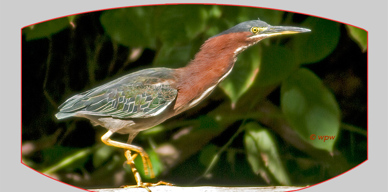<Close-up picture of an adult Green Heron in splendid colors.>