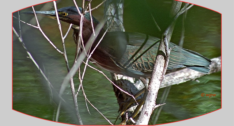 <Close-up of a Green Heron half obstructed by branches.>