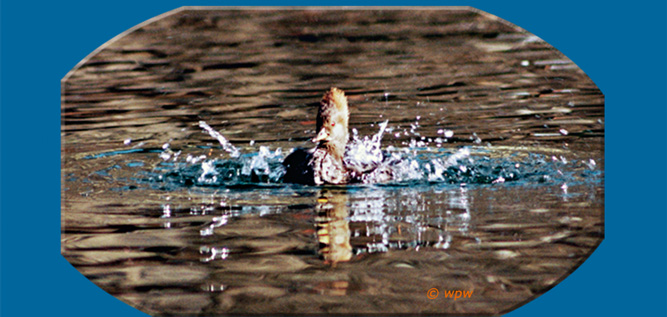 <Image of a splashing female Hooded Merganser>