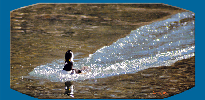 <Hooded male Merganser making a Splash along the Bronx River in Westchester, NY.>