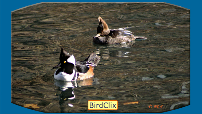 <Image of male and female Hooded Mergansers fresh from the Hairdressers>