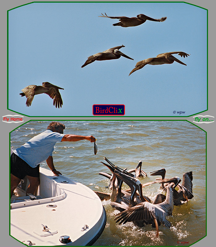 <Picture of 4 Brown Pelikans in flight, others eagerly clamoring for spoils from a fishing boat in  2nd picture>