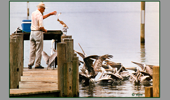 <A dozen or so Brown Pelicans clamoring for fis offered by a man on a boat ramp>