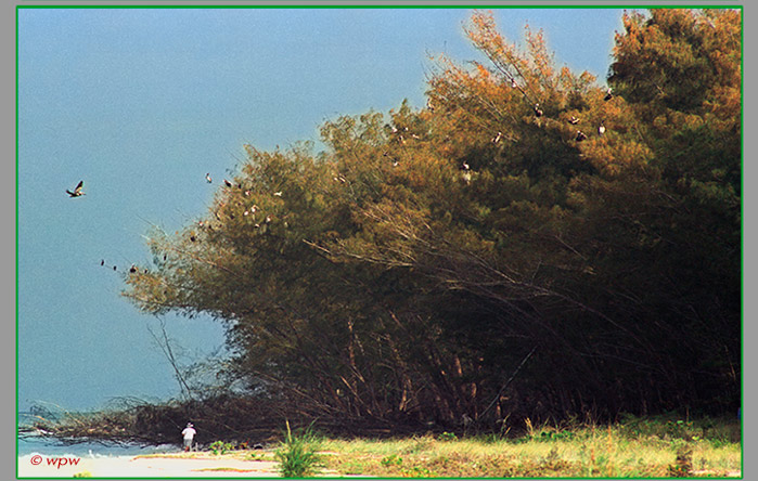 <Dozens of Brown Pelicans in a nesting Australian Pine tree>