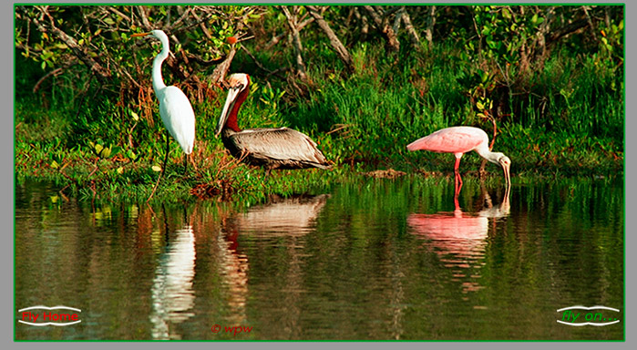 <A handsome male Brown Pelican in breeding plumage with company>